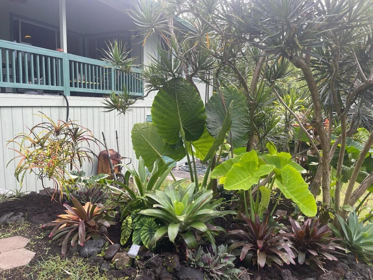 Seaside House And Aloha Bungalow Pahoa Exteriér fotografie